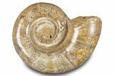 Polished, Jurassic Ammonite (Hemilytoceras) Fossil - Madagascar #283366-1